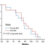 Выживаемость самцов мышей на «молодой» (синяя линия) и «старой» (красная линия) диетах