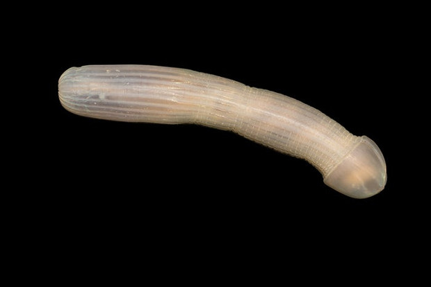 Сипункулида или арахисовый морской червь
