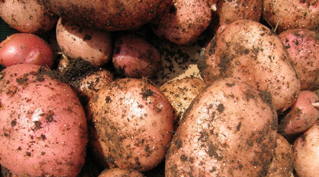 Органический картофель